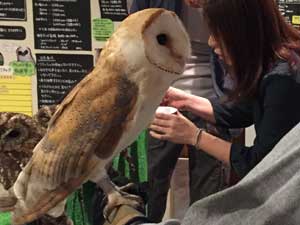 ふくろうの城のフクロウ：メンフクロウを手に乗せる