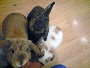 もふれる：集まるウサギさん