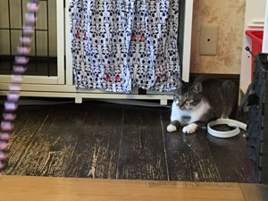 猫の館MEのうさぎ：おとなしい猫